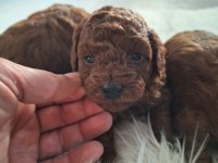 Toy Poodle Yavrularımız Yeni Yuvasını Arıyor