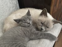 Yavru british shorthair erkek yavru