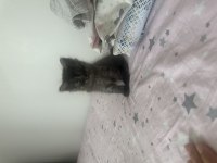 Yakışıklı kara afacan kedimiz