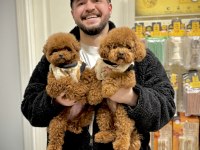 Kore Teacup Poodle bebek