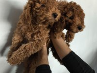ORJİNAL 3 KUŞAK GARANTİLİ TOY POODLE
