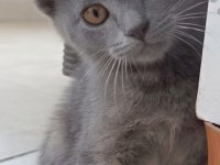 British Shothair Tabby