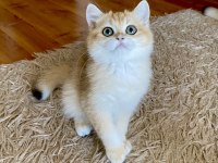 Safkan British Shorthair Golden erkek yavru