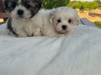 Açık Renk ve Trecolor Shih Tzu Bebekler Sun Kennels