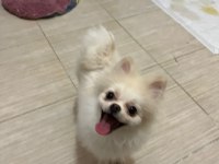Çok şirin ve çok tatlı pomeranian