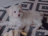 Köpeğimiz acil ücretlidir