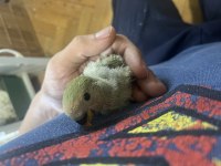 Yeni yeme düşecek sevda papağanı