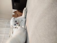 Blue point scottish fold