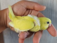 Yavru muhabbet kuşu yeni Yeme Düşmüş yavrular