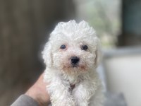 Orjinal bichon frise yavrular