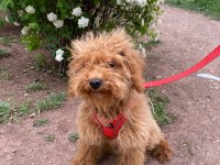 4 Aylık Maltipoo (Erkek)