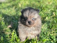 Antalya pomeranian boo köpekler