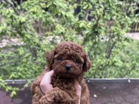 Toy poodle yavrular safkan ırk garantili