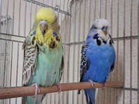 Yavru dişi show jumbo muhabbet kuşu