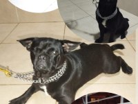 Redro Pug (Nadir kalan ırklardan)
