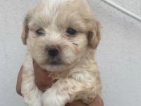 Maltipoo kalite yavrular ırk sağlık garantili