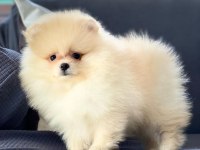 BİZİ ARAMADAN KARAR VERMEYİN POMERANİAN YAVRULARI 