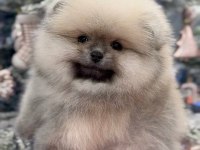 Pomeranian boo köpekler