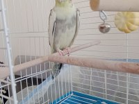 Sultan papağanı 9 aylık erkek
