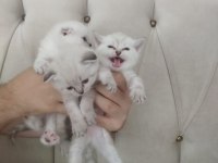 Scottish Fold Blue Point Yavrularımız