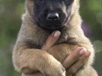 Malinois Belçika Kurdumuz