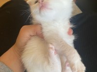 1,5 AYLIK BRITISH KEDİLERİMİZ GRİ VE BEYAZ