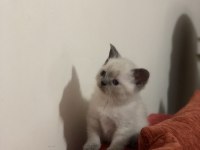 50 günlük Scottish straight ve Scottish fold yavrular
