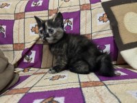 british chinchilla kırma yavrular