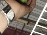 Yavru muhabbet kuşu bulunurlar