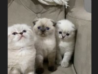 SAFKAN AYI SURAT MAVİ GÖZ KEDİLERİMİZ