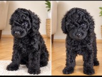 2 aylık 2 tane erkek poodle tuvalet eğitimi var