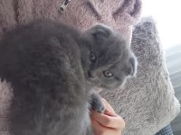 Kedimize Yeni Yuva Arıyoruz
