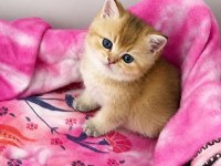 British Shorthair Black Golden