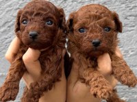Kaliteli toy / kore poodle bebekler
