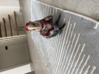 Orman bakanlığı belgeli yavru evcil kırmızı macaw