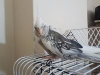 Evcil White Face (Beyaz Yüz) Sultan Papağanı
