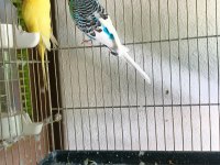3 takım muhabbet kuşu artı bütün malzemeler