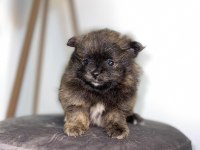 41 günlük pomeranian yavrularımız anne baba orjinal