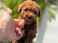 Red Brown Toy Poodle Mağazamızdan Sizlere