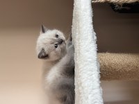 British Shorthair Blue Point anne baba dik kulak blue Point