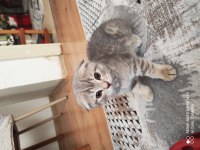Scottish fold yavrumuz
