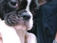 3 aylık french bulldog dişi