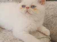 Exotic shorthair 2 aylık dişi