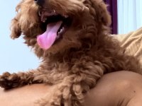 5 Aylık Yavru Poodle