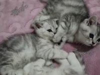 Kediler ücretsizdir ama aşı takibi şartıyla yalnız ankara