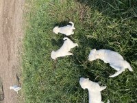 Safkan 2 Aylık Akbaş Yavruları
