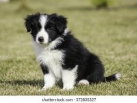 Muhteşem border collie yavrular