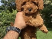 Poodle Benzerliğiyle Sevimli Maltipoo Bebekler