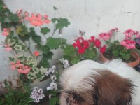 Safkan shih tzu bebekler