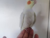 Erkek lutino sultan papağanı yavru
